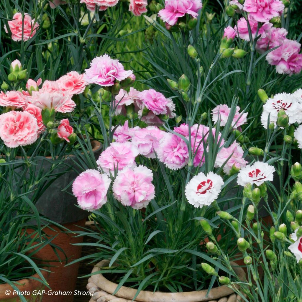 Collectie 3 geurige muuranjers