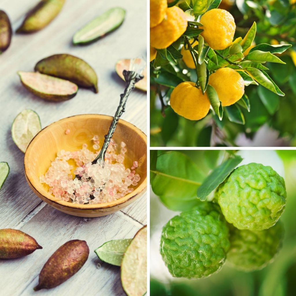 Collectie Gourmet Citrus voor in de keuken