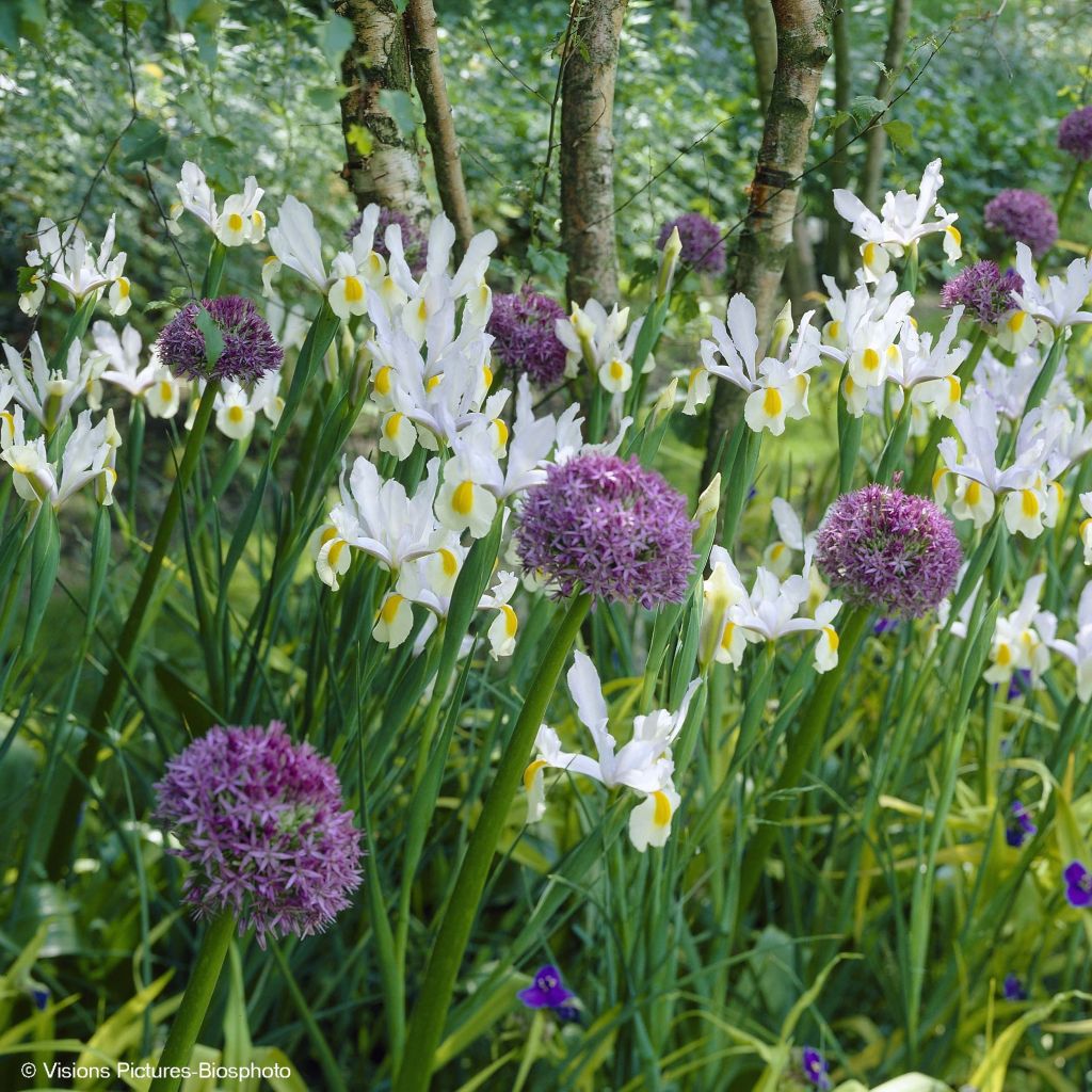 Collectie Allium & Iris uit Nederland