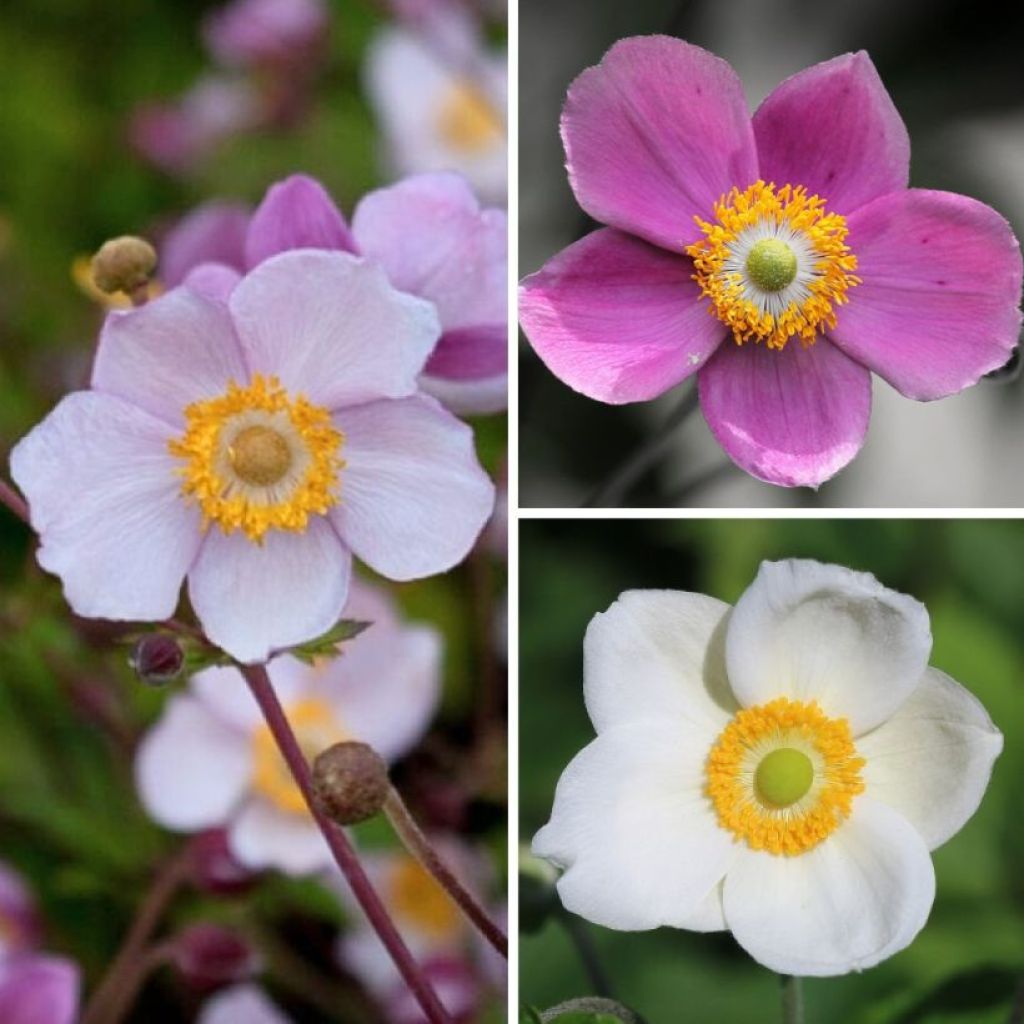Collectie Japanse Anemonen