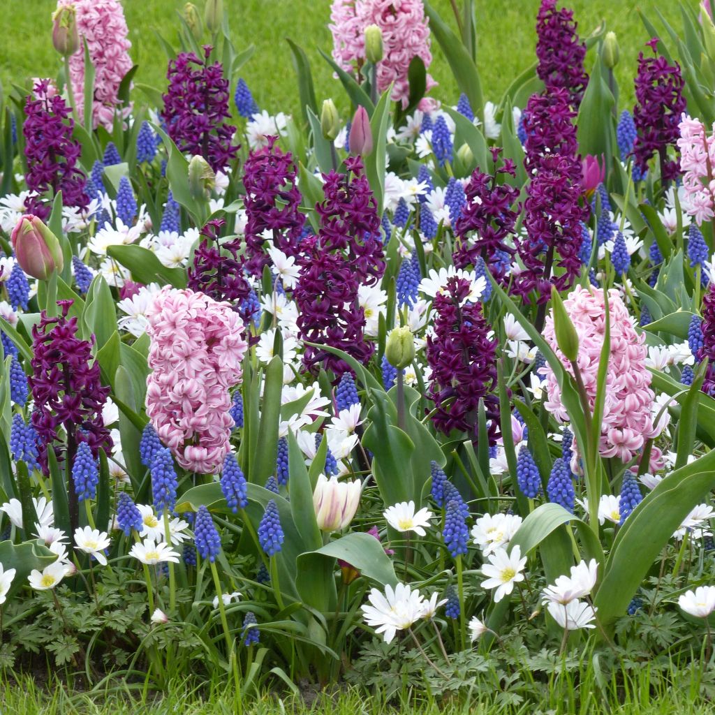 Collectie Geurendoorntuin