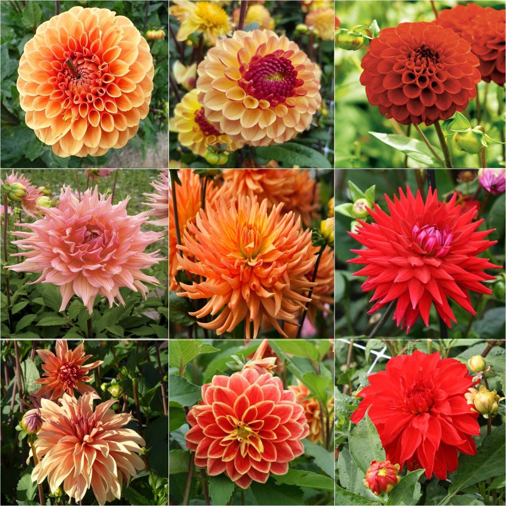 Collectie Vlammende dahlia's - 9 variëteiten