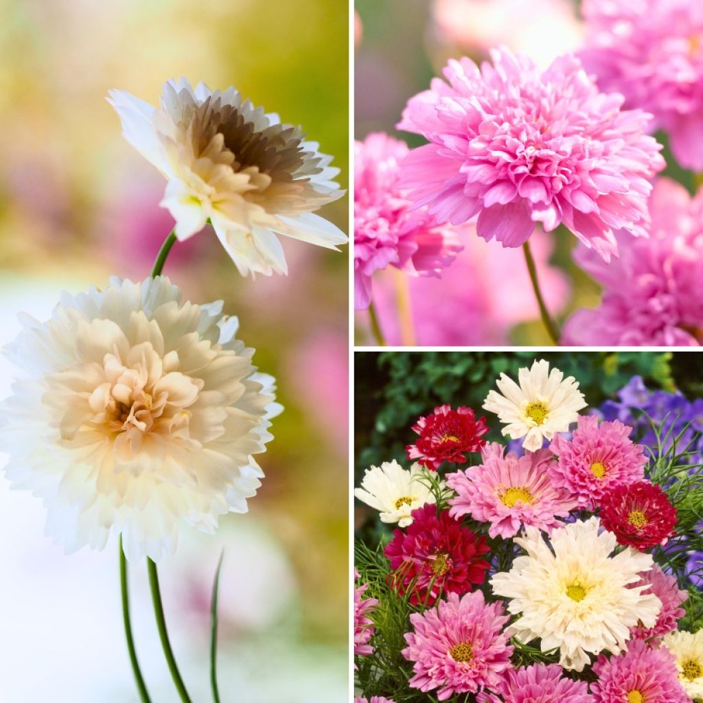 Collectie Zaden van 3 Dubbele Cosmos