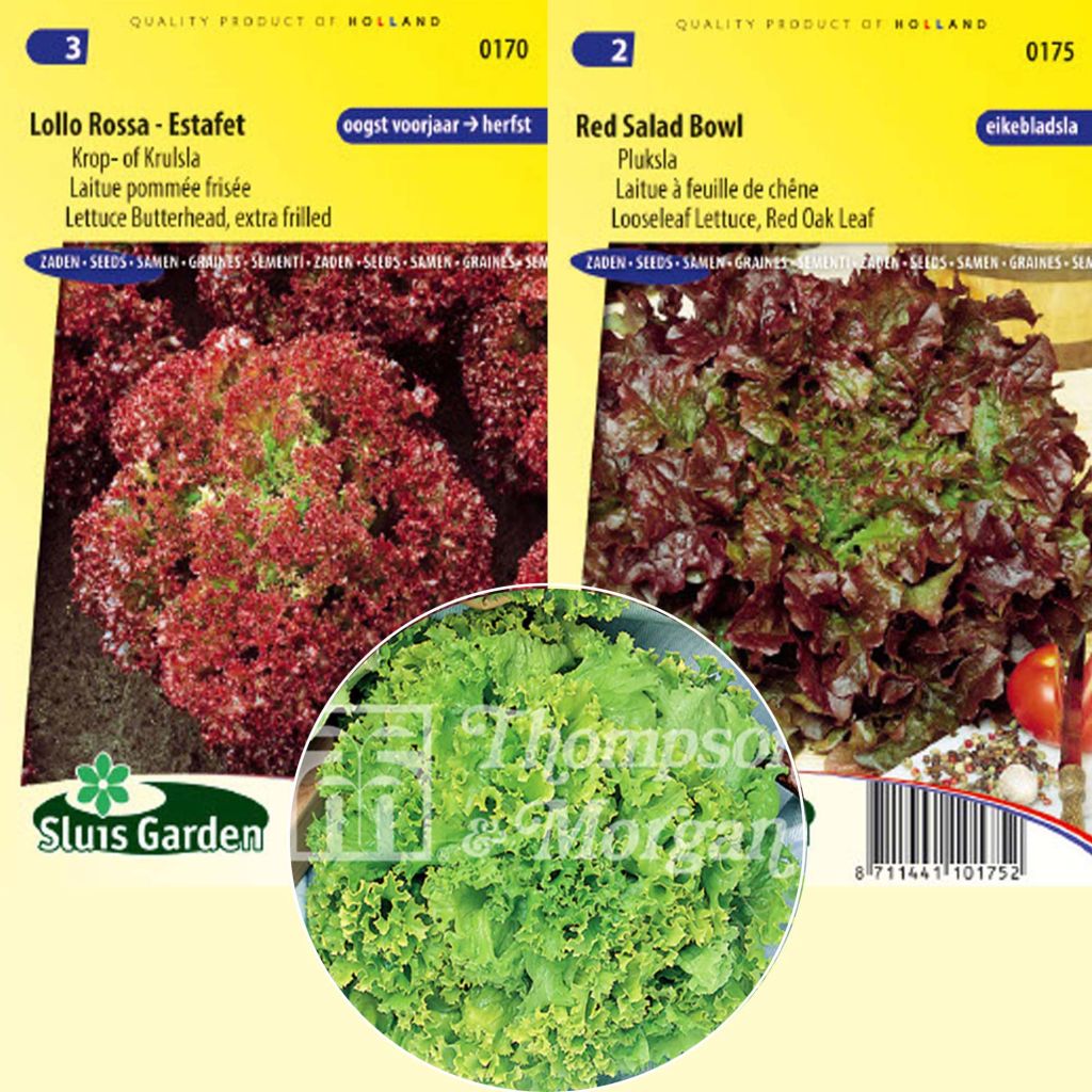 Collectie van 3 pluksalades BIO