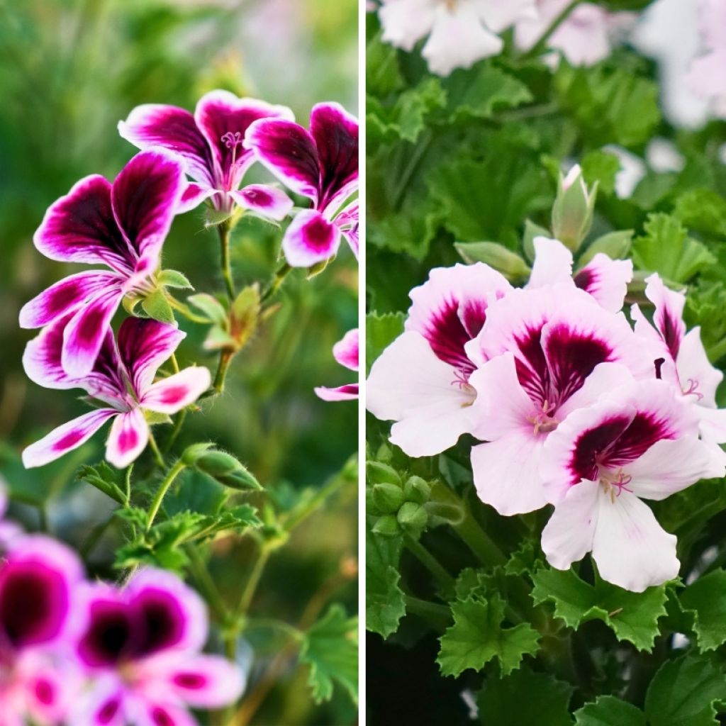 Collectie geurpelargoniums tegen muggen - Geurende Pelargonium 