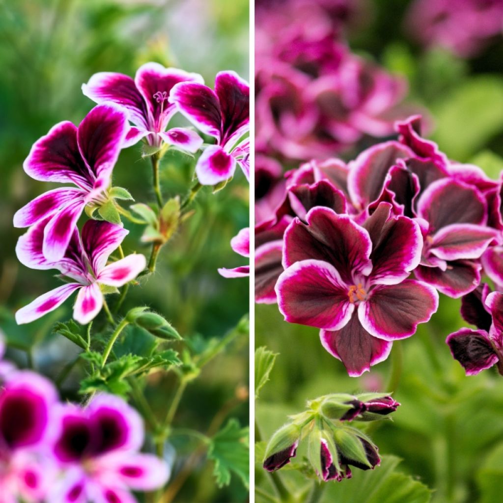 Collectie geurpelargoniums tegen muggen - Geurende Pelargonium 