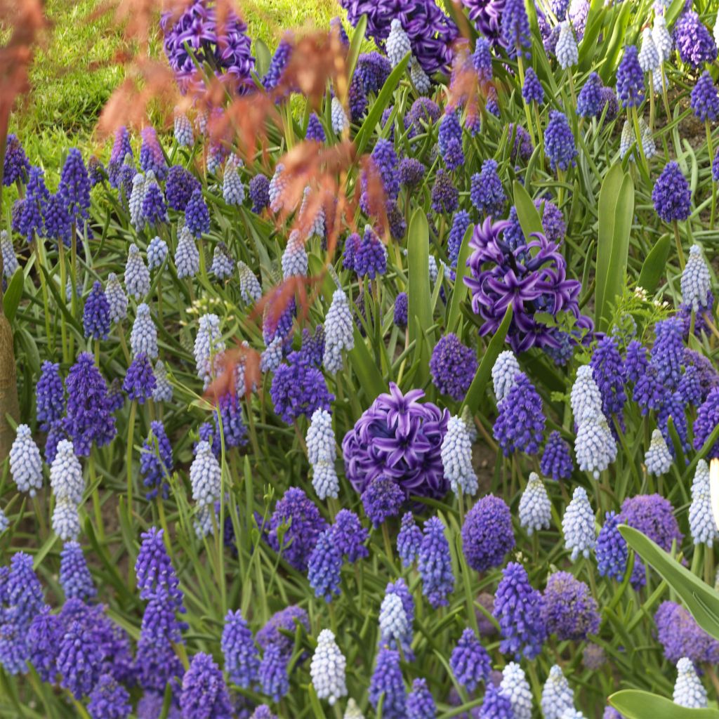 Collectie Muscari en Hyacinten
