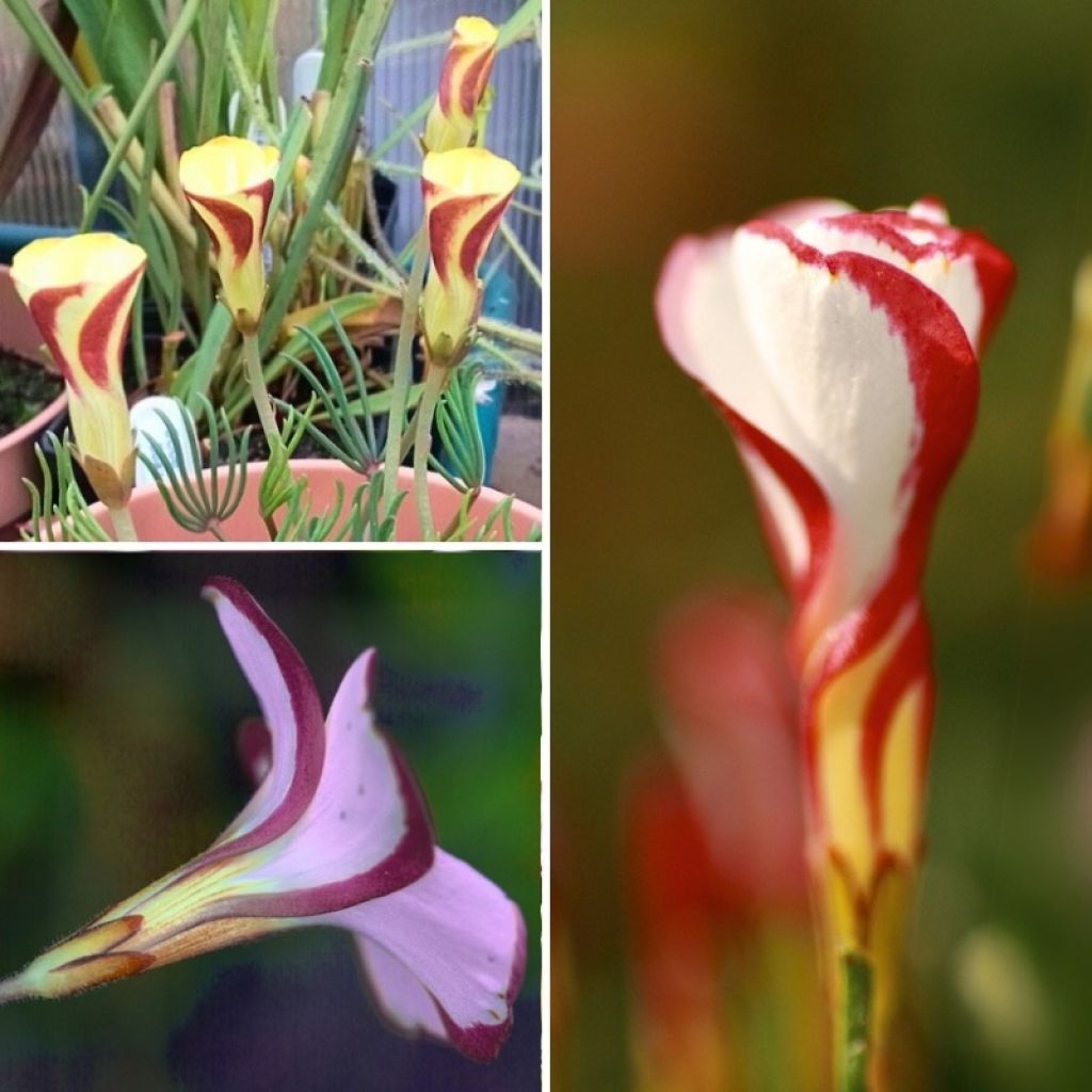 Collectie Oxalis voor binnen of voorjaarsklaverzuring