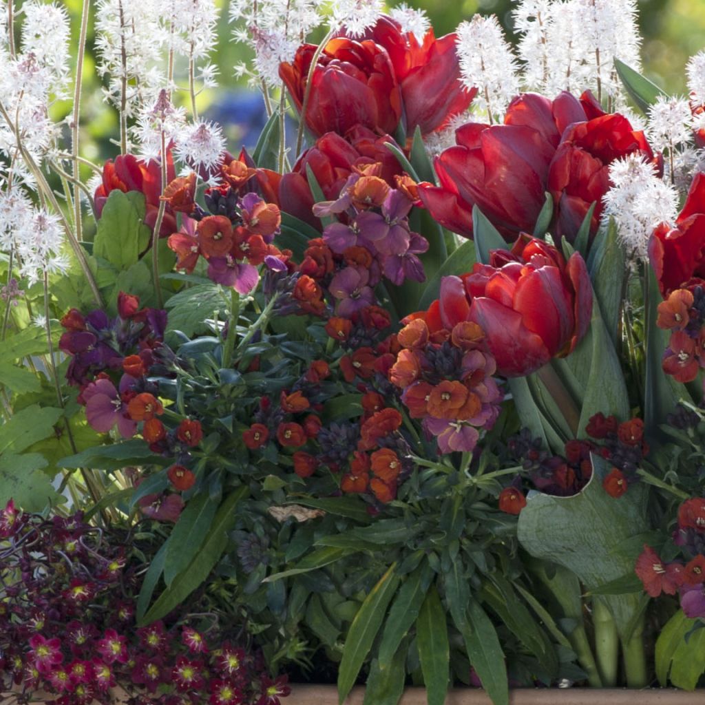 Collectie Voorjaar Vurig Rood