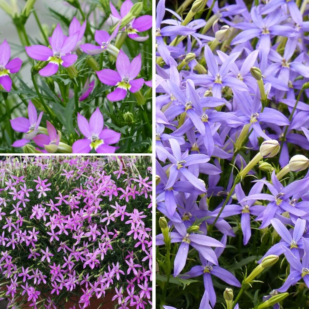 Collectie 3 Laurentia's of Isotoma's