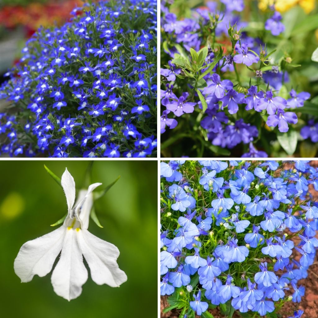 Collectie Cascade Lobelia's