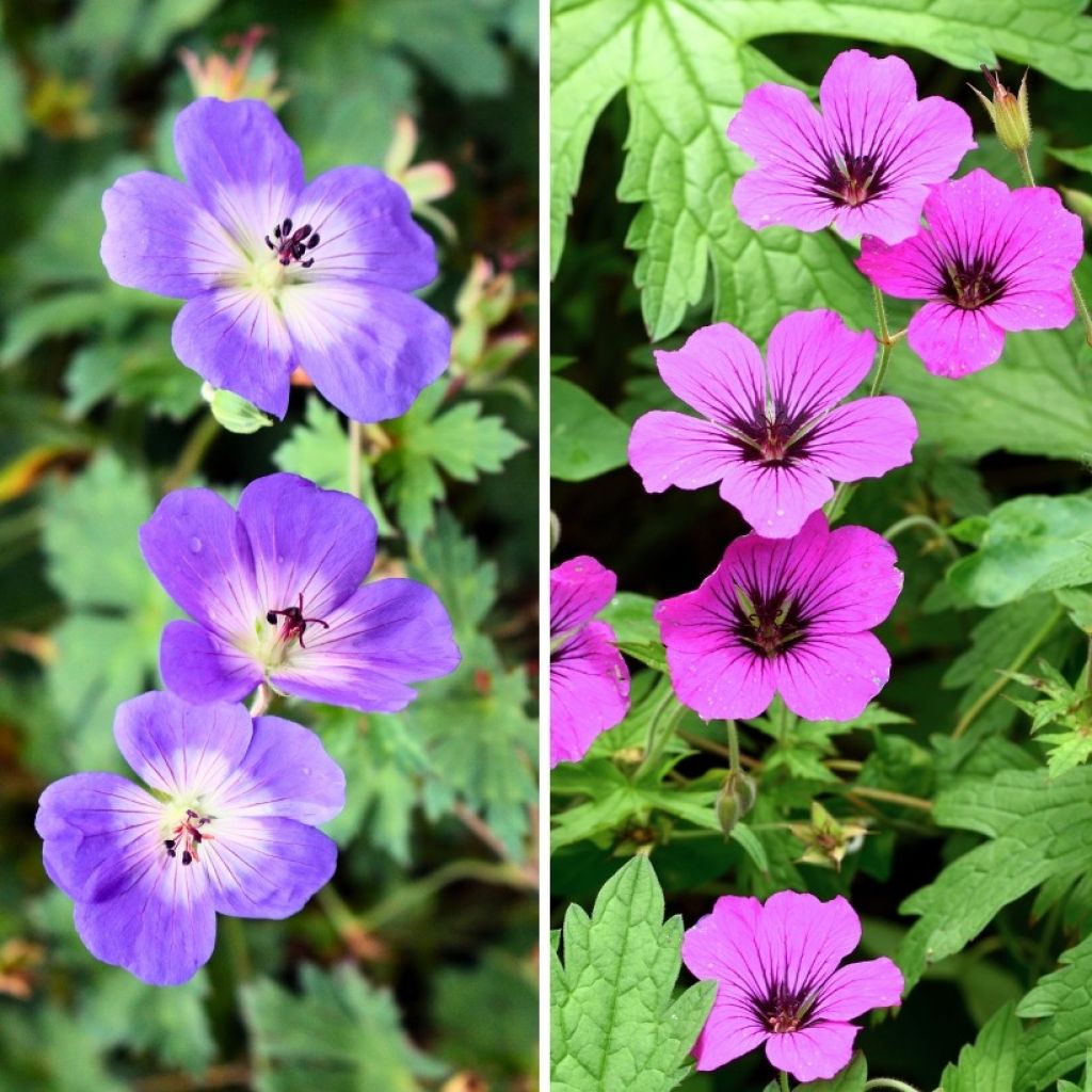 Collectie Vaste Geraniums Langdurige Bloei