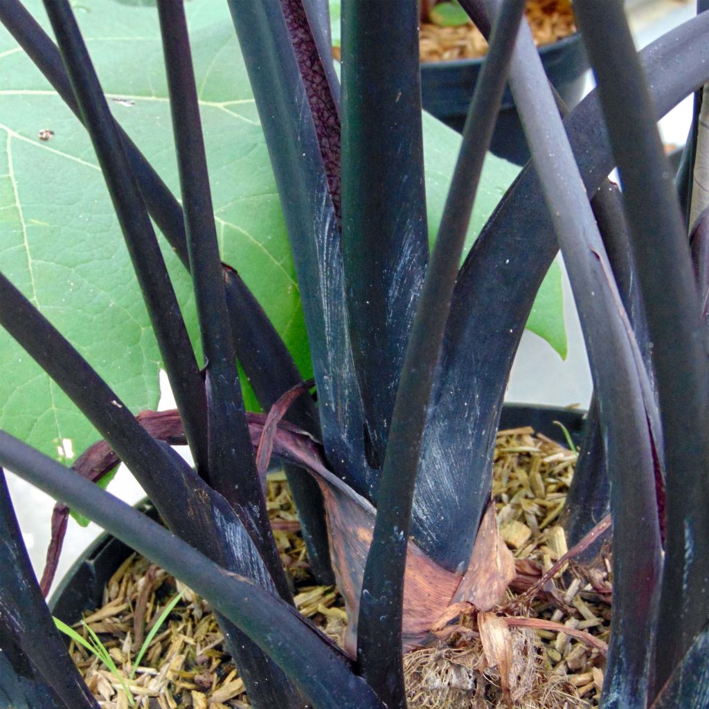 Colocasia esculenta var. fontanesii Black Stem - Olifantsoor