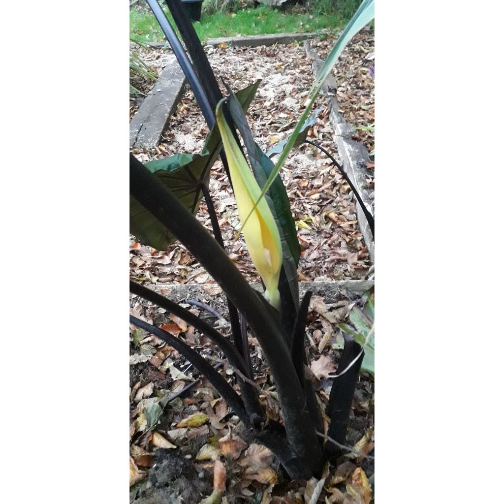 Colocasia esculenta var. fontanesii Black Stem - Olifantsoor