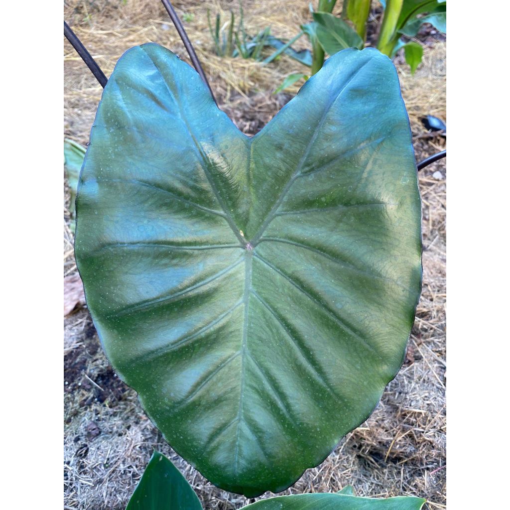 Colocasia esculenta var. fontanesii Black Stem - Olifantsoor