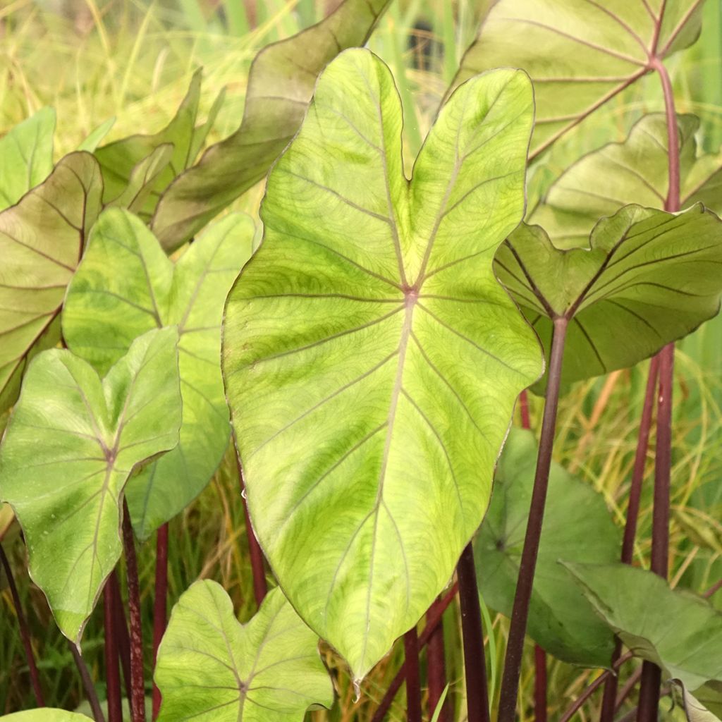Colocasia esculenta Fontanesii - Olifantsoor