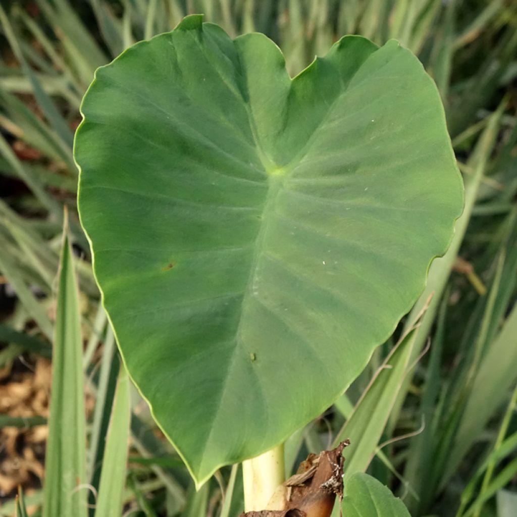 Colocasia Jack's Giant - Olifantsoor