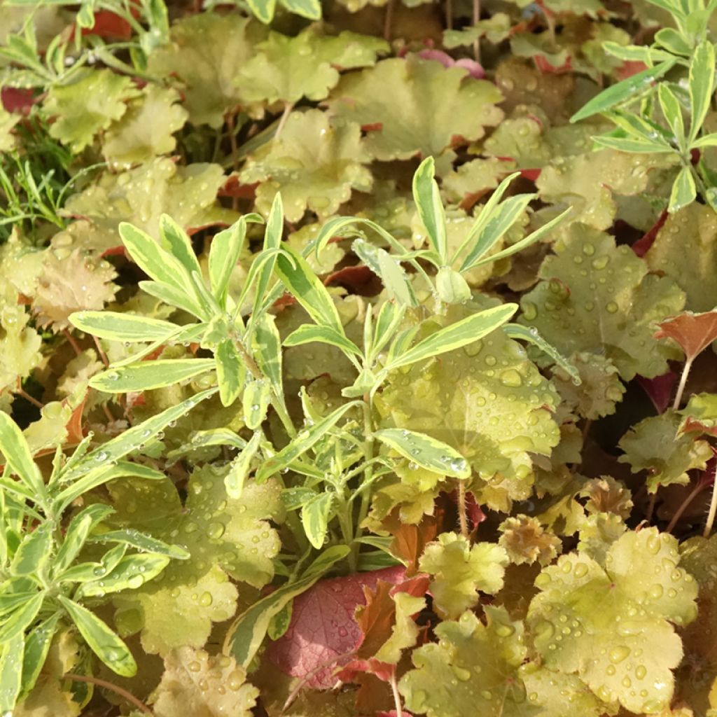 Hidden Treasure-samenstelling - samenstelling van 3 planten