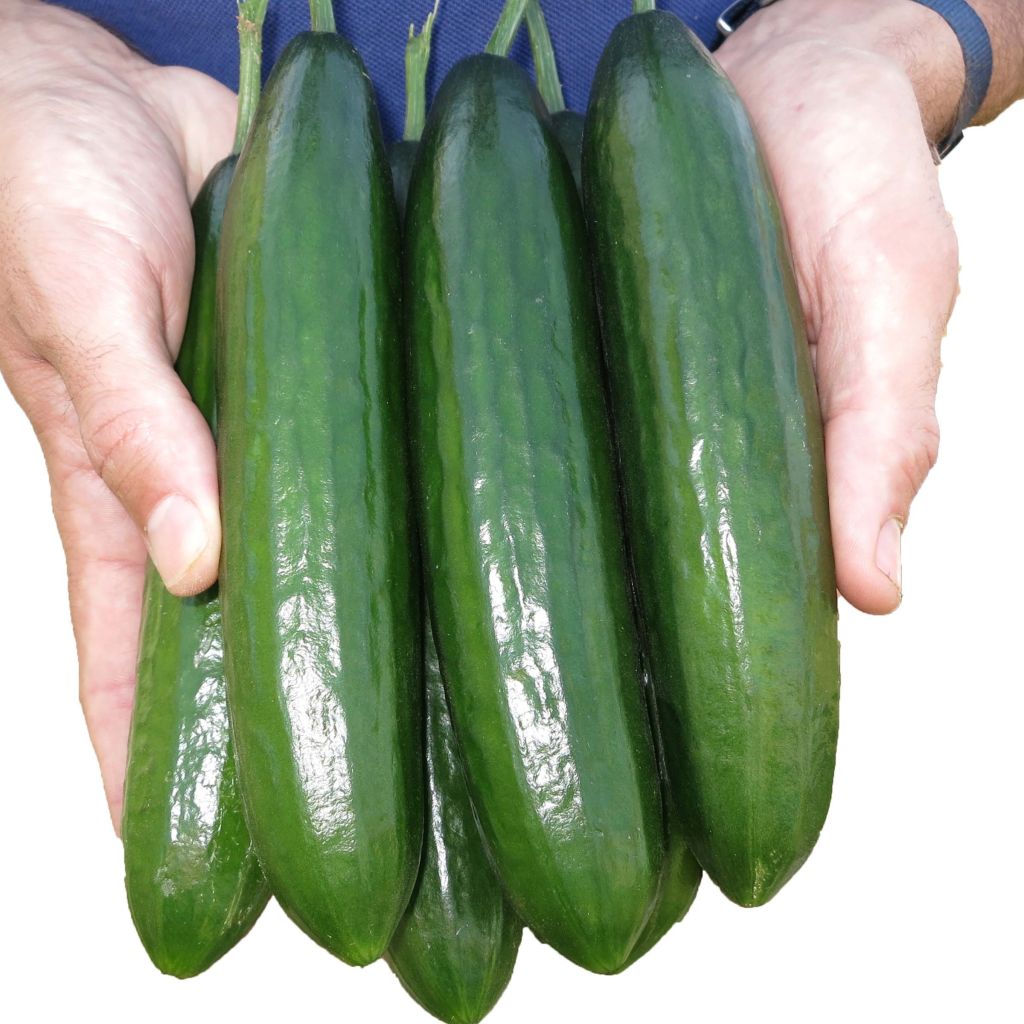 Komkommer Crokdelis F1 (jonge planten - geënt)