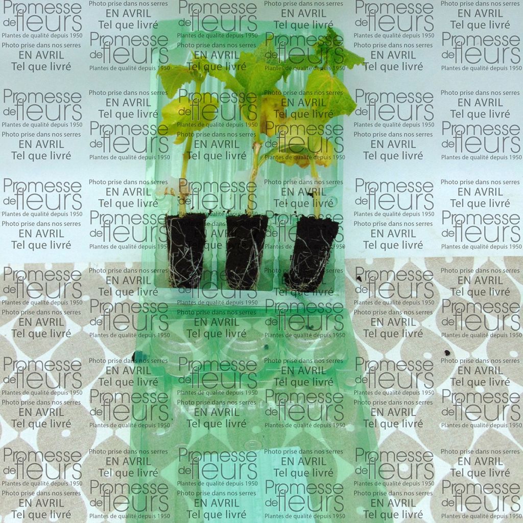 Komkommer Crokdelis F1 (jonge planten - geënt)