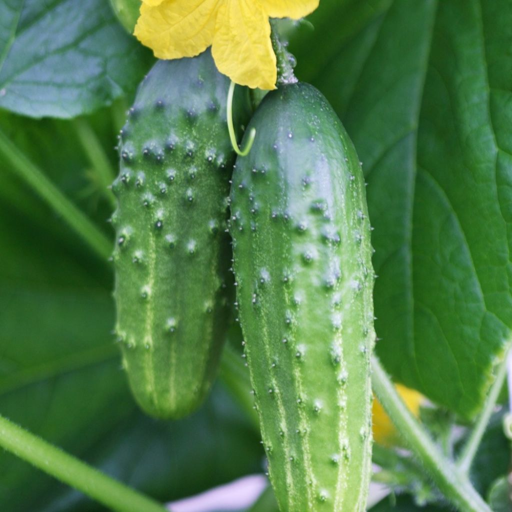 Komkommer De Gulle - Vilmorin