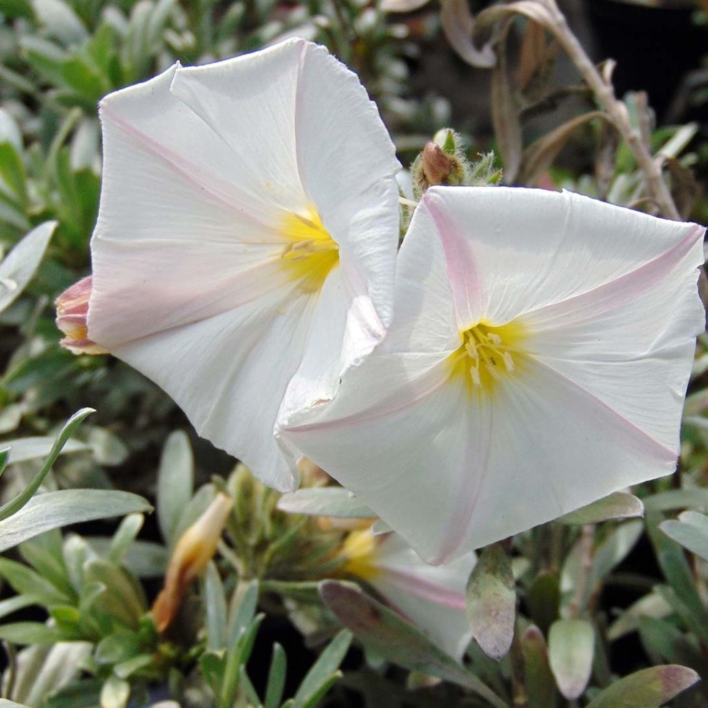 Convolvulus cneorum - Zilverwinde
