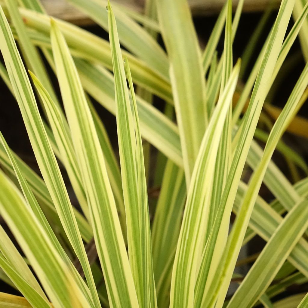 Cordyline australis Lime Passion - Koolpalm