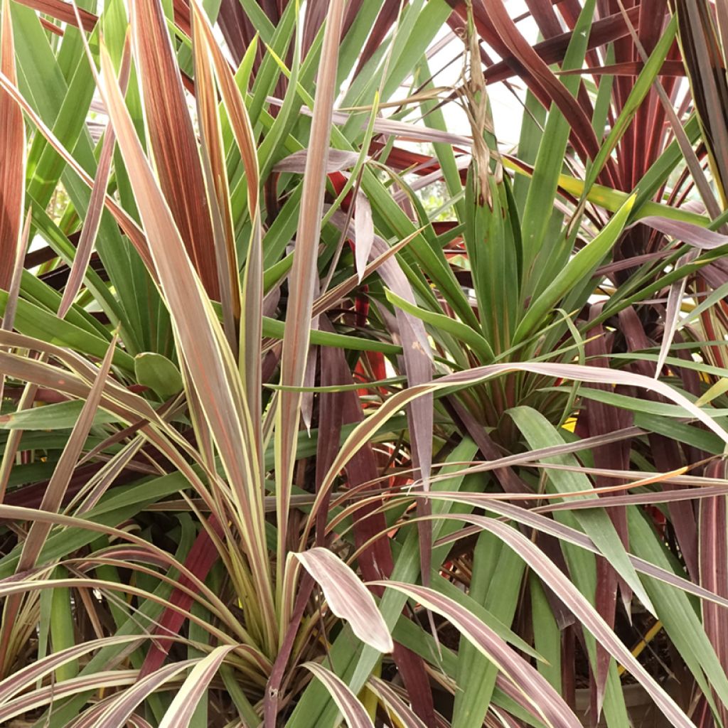 Cordyline trio pot déco Black Knight Electric Flash Peko - Koolpalm