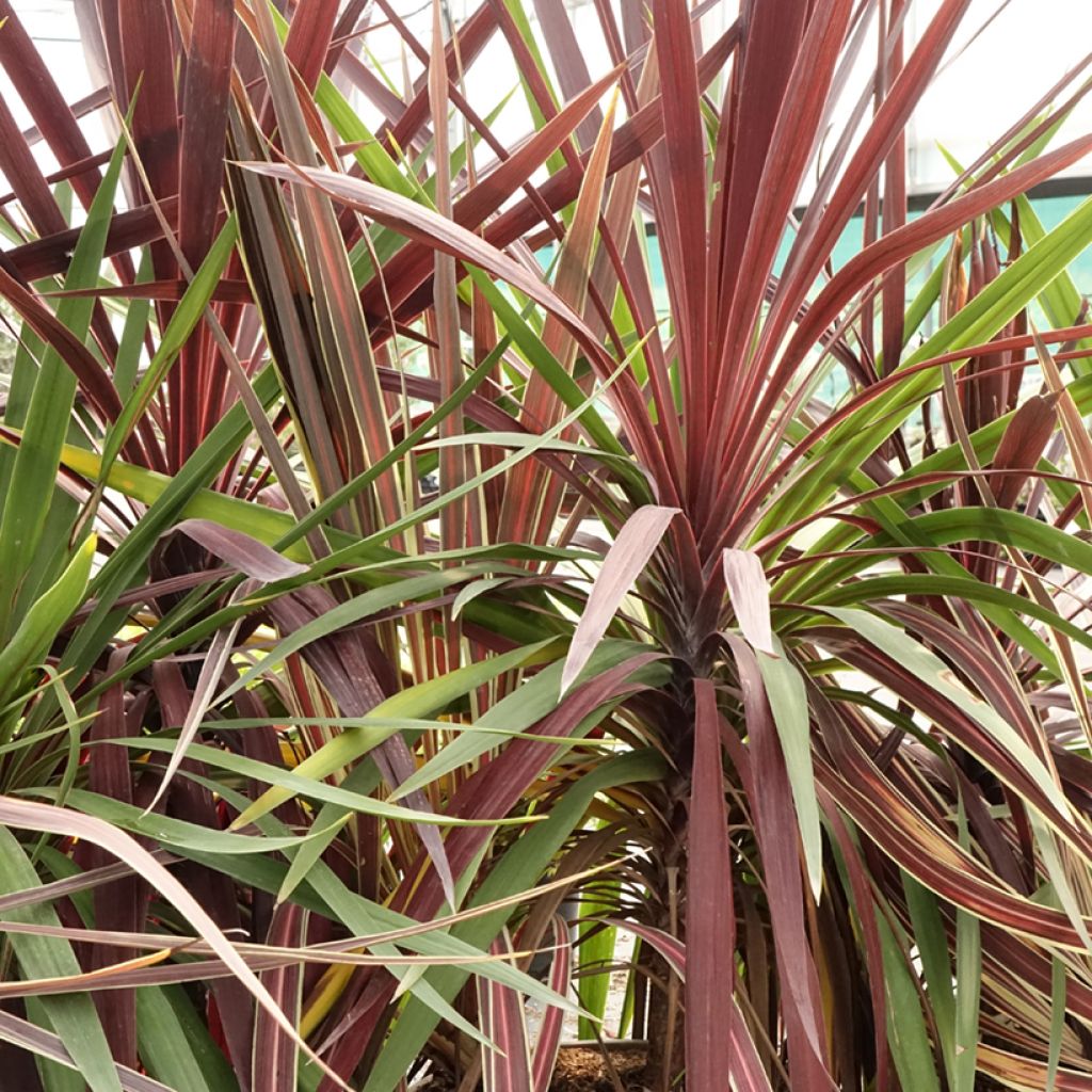 Cordyline trio pot déco Black Knight Electric Flash Peko - Koolpalm