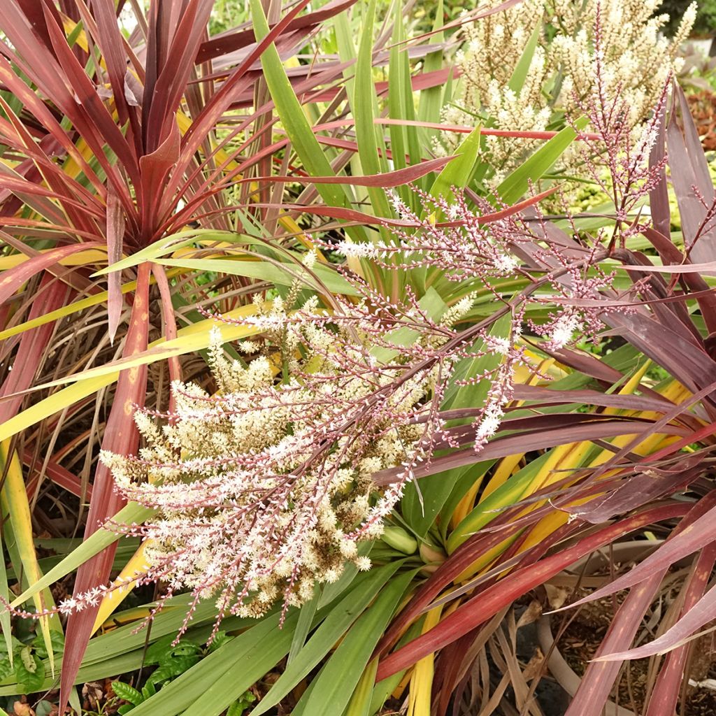 Cordyline trio pot déco Black Knight Electric Flash Peko - Koolpalm