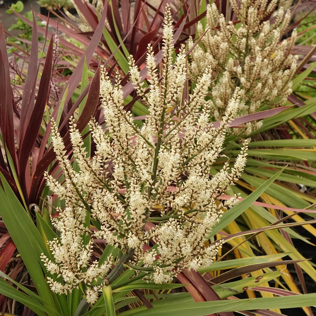 Cordyline trio pot déco Black Knight Electric Flash Peko - Koolpalm