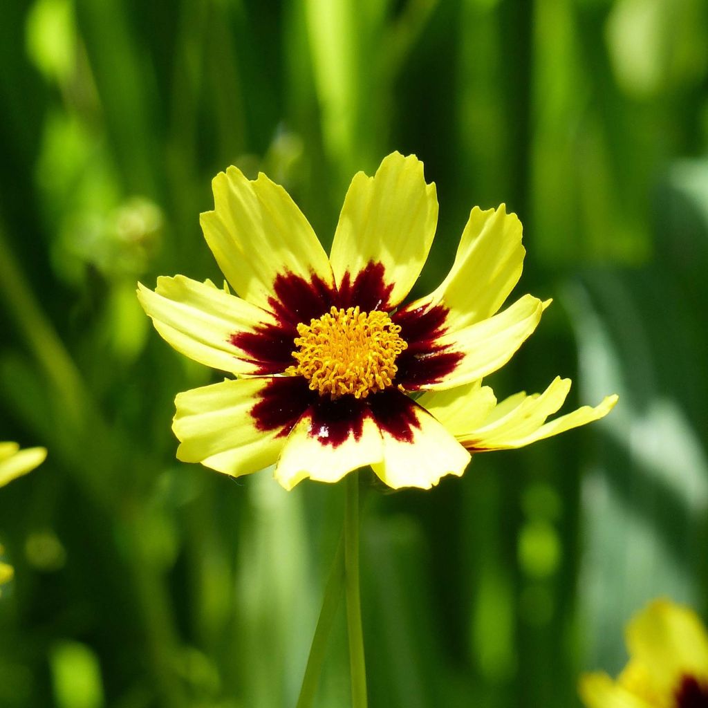 Coreopsis Cosmic Eye - Meisjesogen