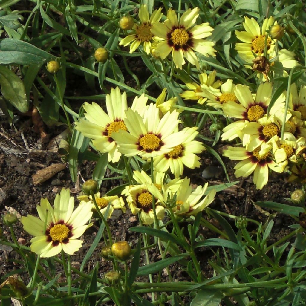 Coreopsis Redshift - Meisjesogen