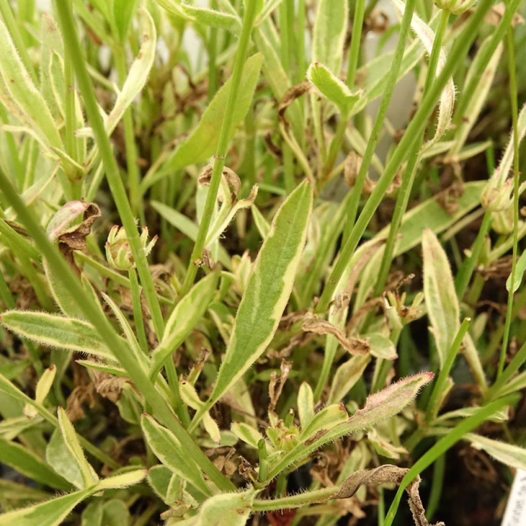 Coreopsis Tequila Sunrise - Meisjesogen