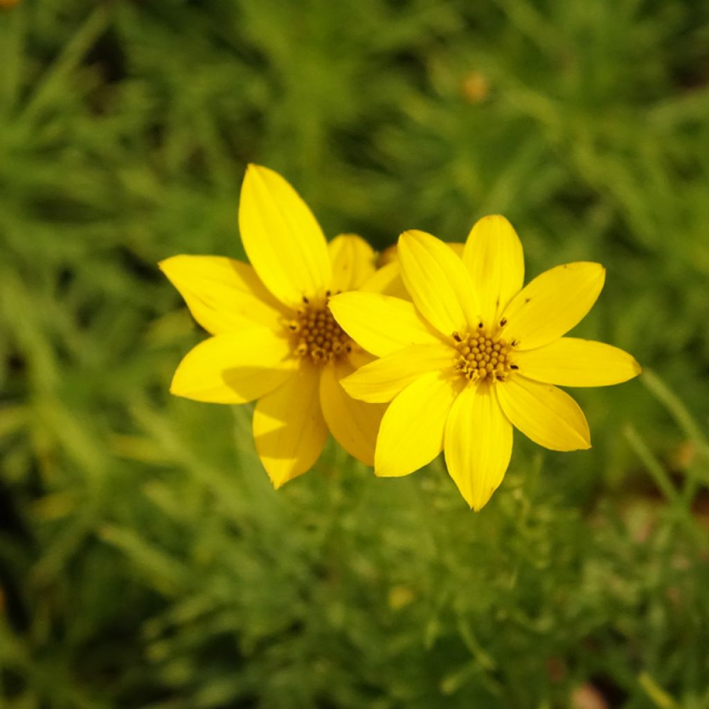 Coreopsis verticillata Zagreb - Meisjesogen