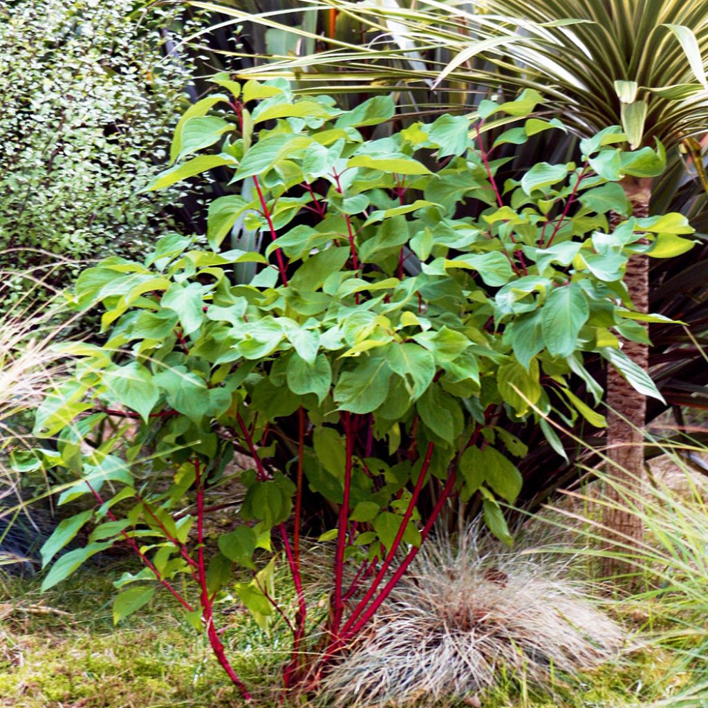 Cornus alba Baton Rouge - Witte kornoelje