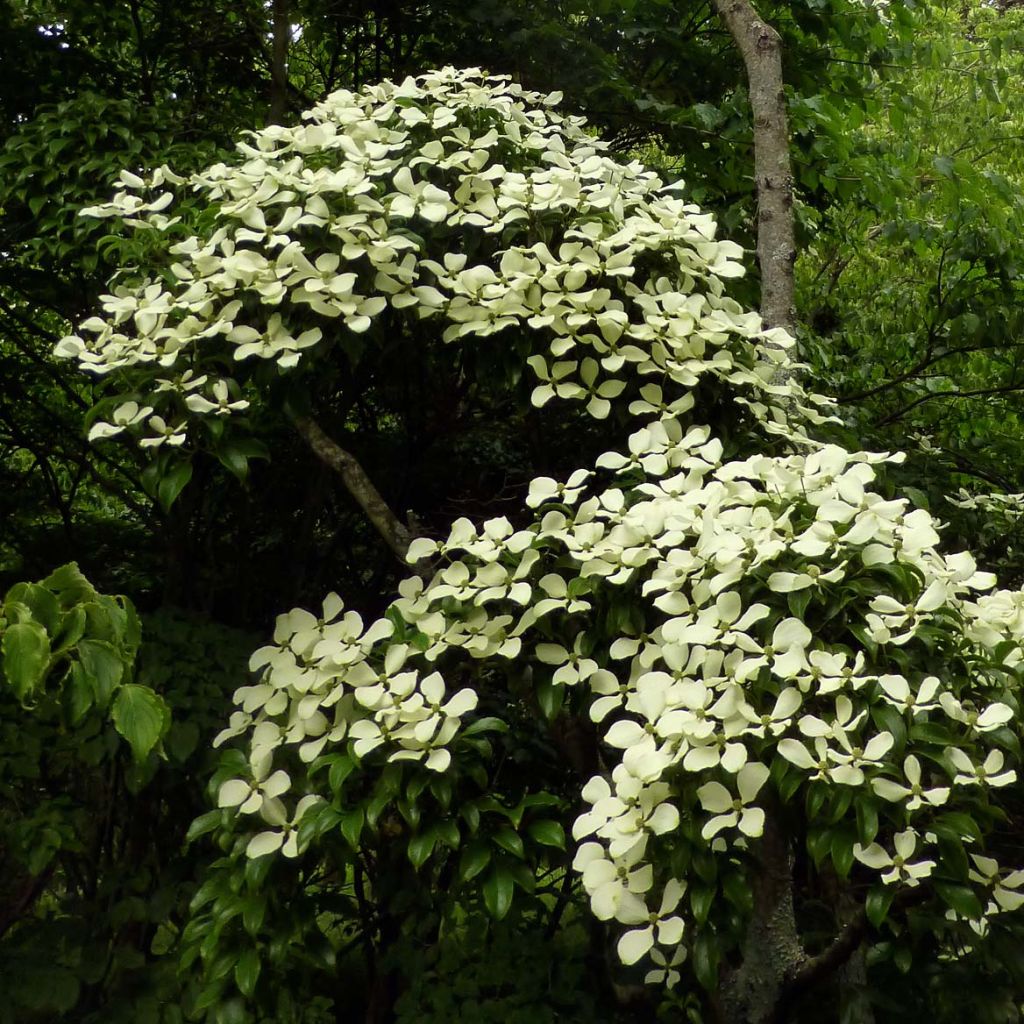 Cornus hongkongensis - Kornoelje