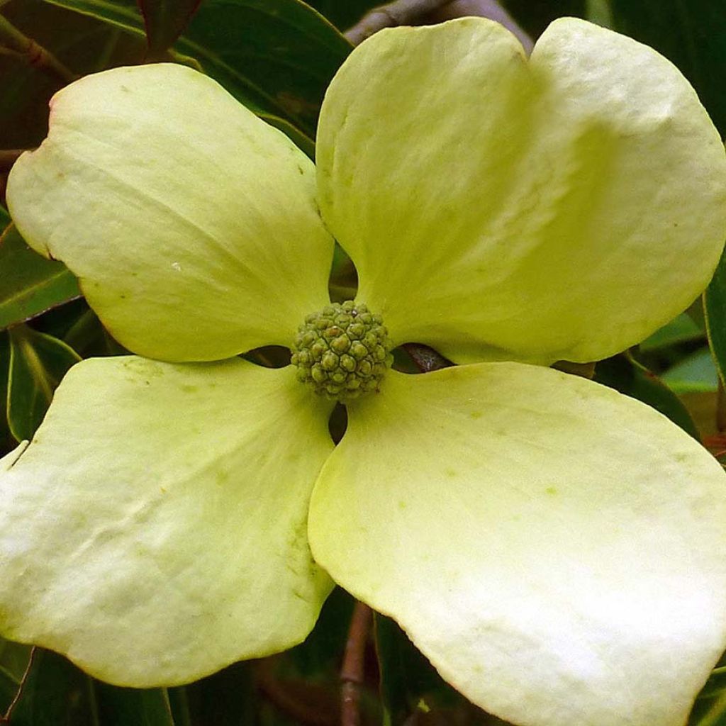 Cornus hongkongensis - Kornoelje