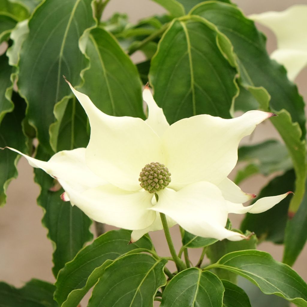 Cornus kousa Big Apple - Japanse kornoelje