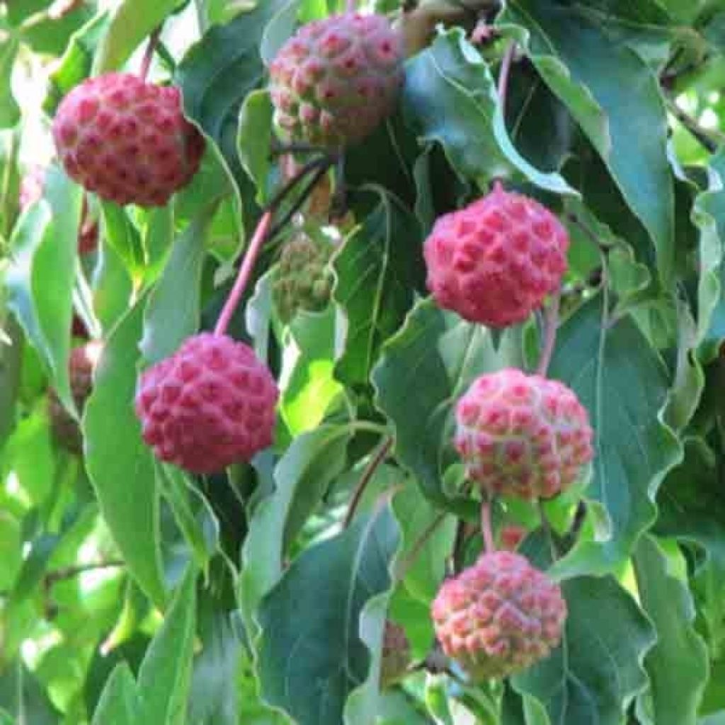 Cornus kousa Milky Way - Japanse kornoelje