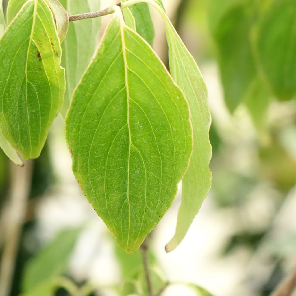 Cornus kousa chinensis Great Star - Japanse kornoelje