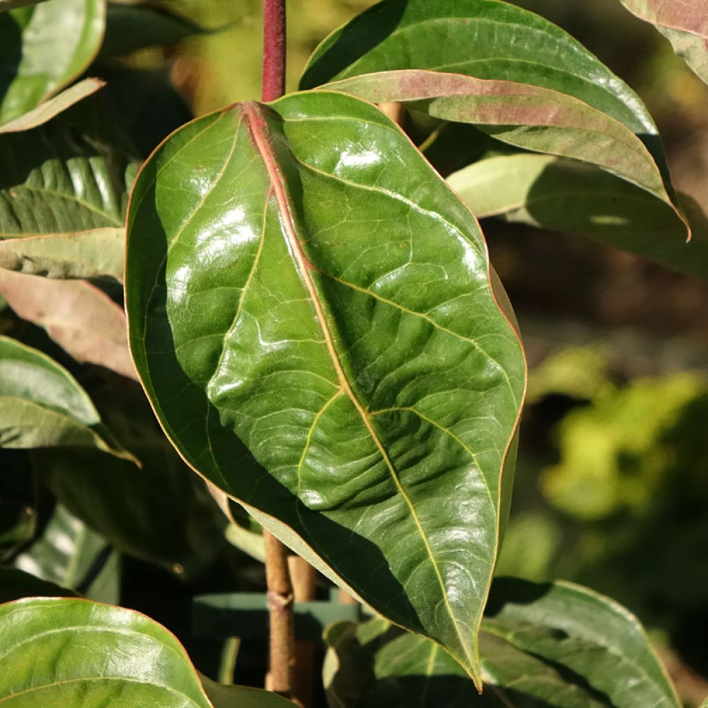 Cornus kousa Venus - Japanse kornoelje