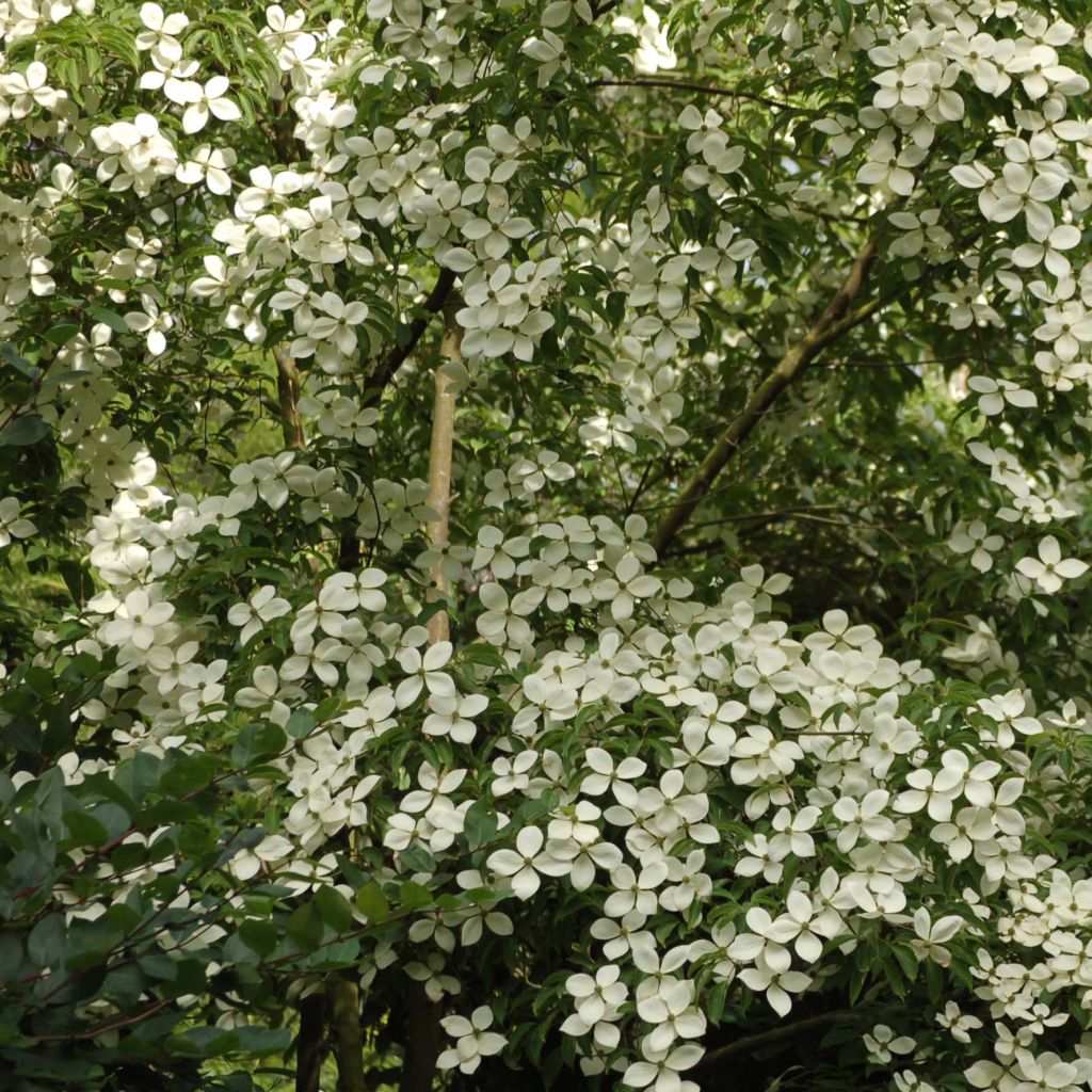 Cornus Norman Hadden - Japanse kornoelje