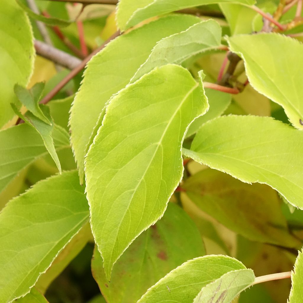 Cornus sanguinea Magic Flame - Rode kornoelje