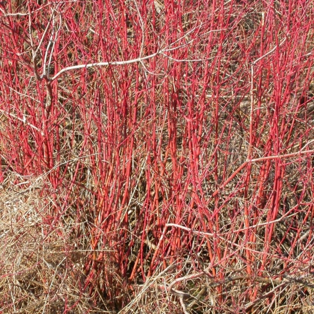 Cornus sericea Kelseyi - Canadese kornoelje
