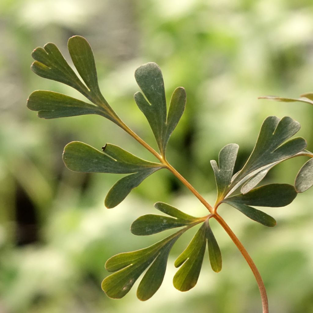 Corydalis flexuosa Porcelain Blue - Helmbloem