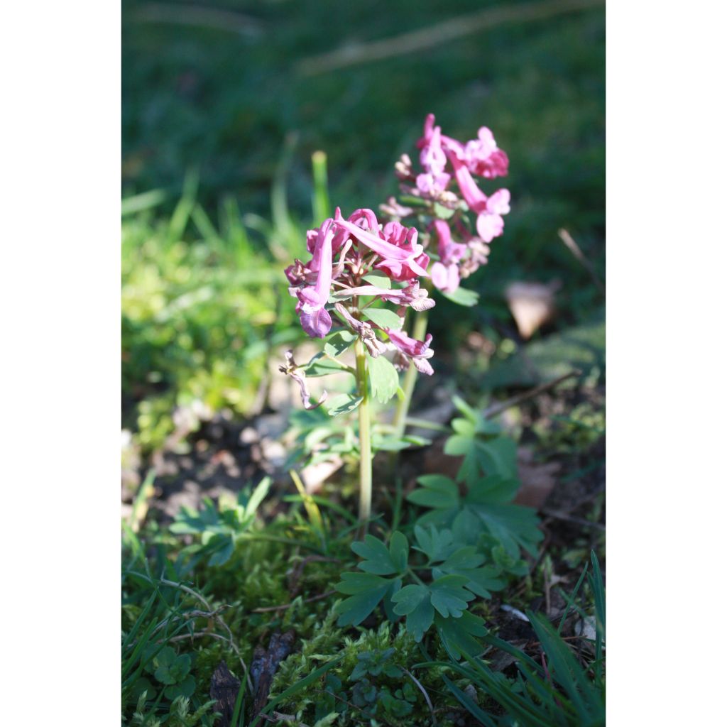 Corydalis solida Purple Bird - Vingerhelmbloem