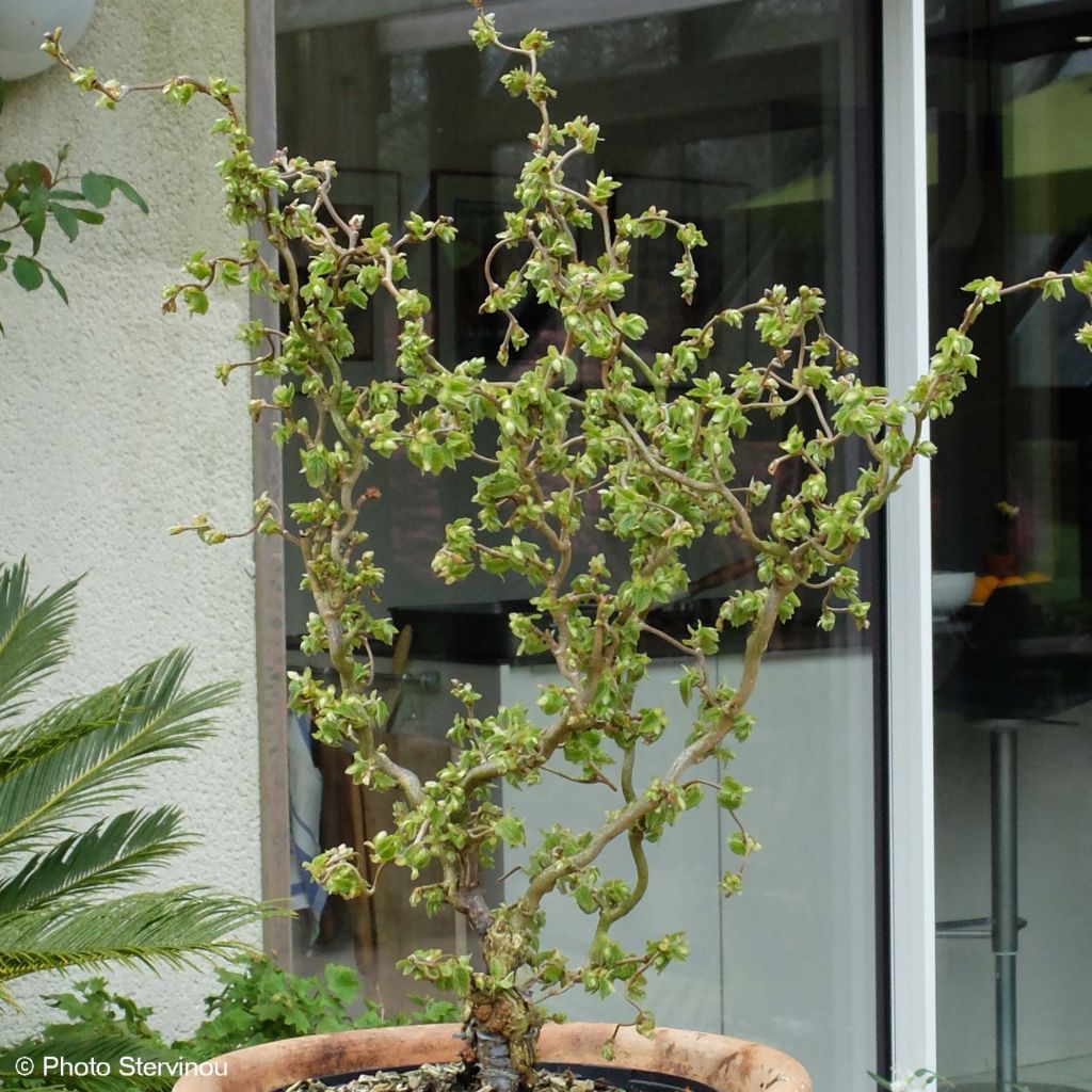 Corylus avellana Scooter - Hazelaar