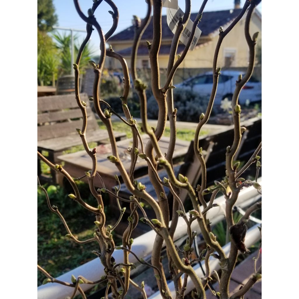 Corylus avellana Scooter - Hazelaar