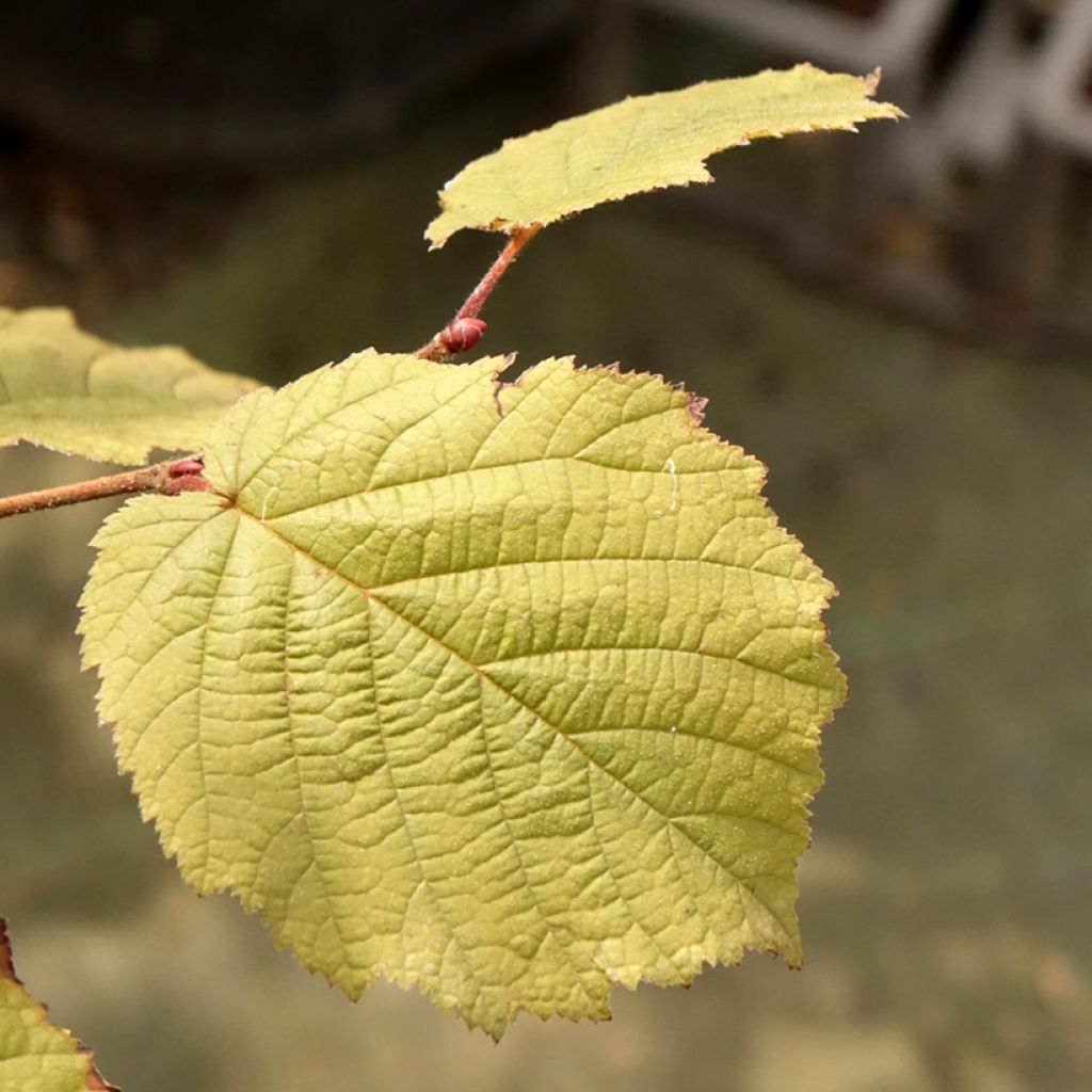 Corylus maxima Juningia - Lambertsnoot